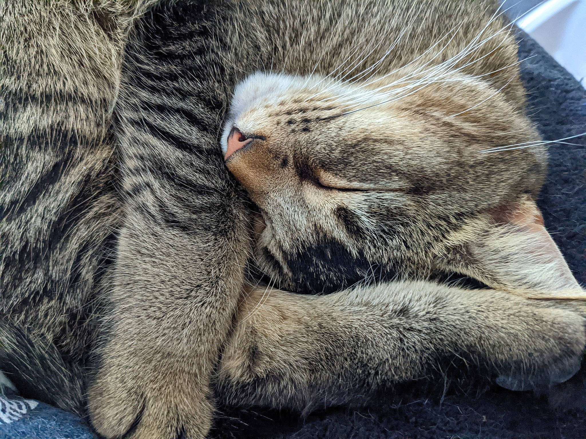 Bandit joined the competition — help win amazing prizes! carnivore, cat, claw, close_up, comfort, domestic_short_haired_cat, fawn, felidae, fur, grey, nap, paw, sleep, small_to_medium_sized_cats, snout, tail, terrestrial_animal, whiskers, wildlife