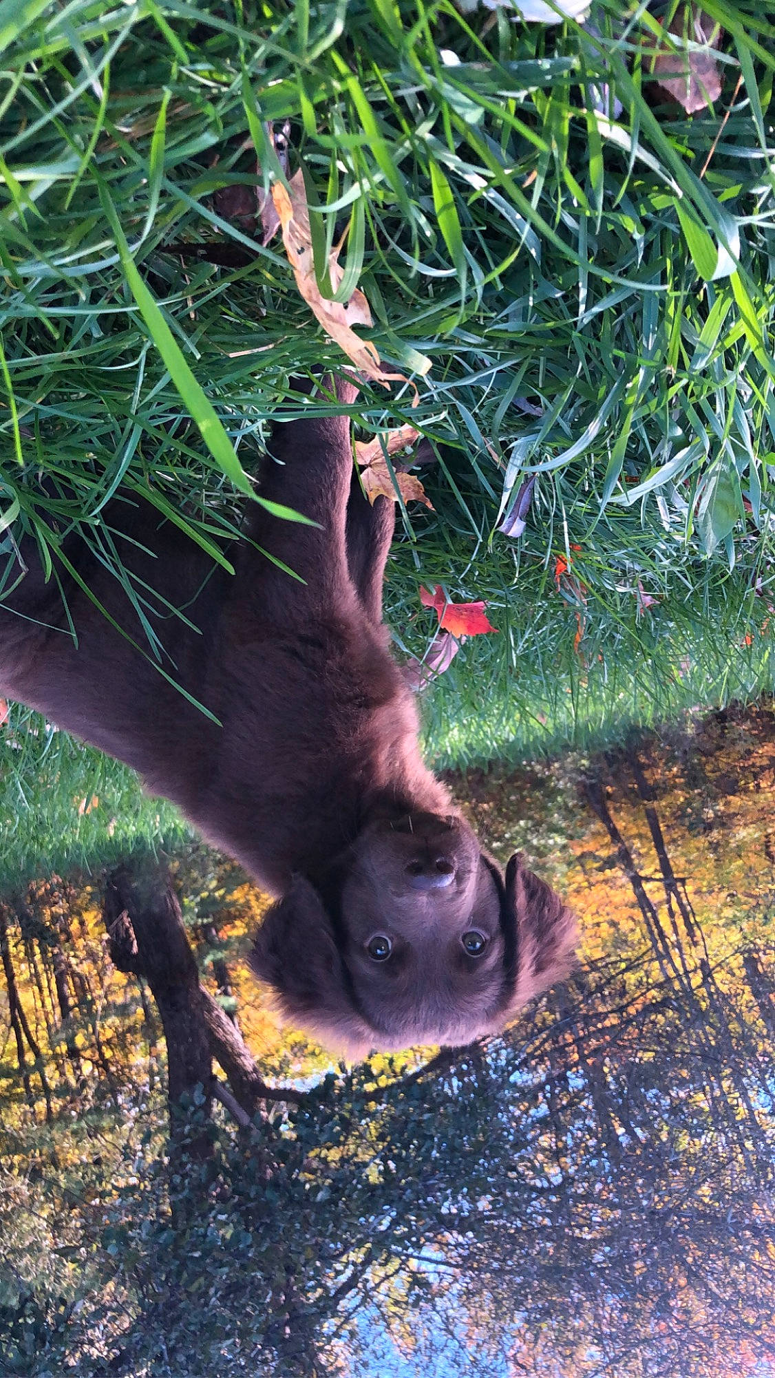 Dexter joined the competition — help win amazing prizes! common_chimpanzee, fawn, grass, macaque, organism, plant, primate, wildlife