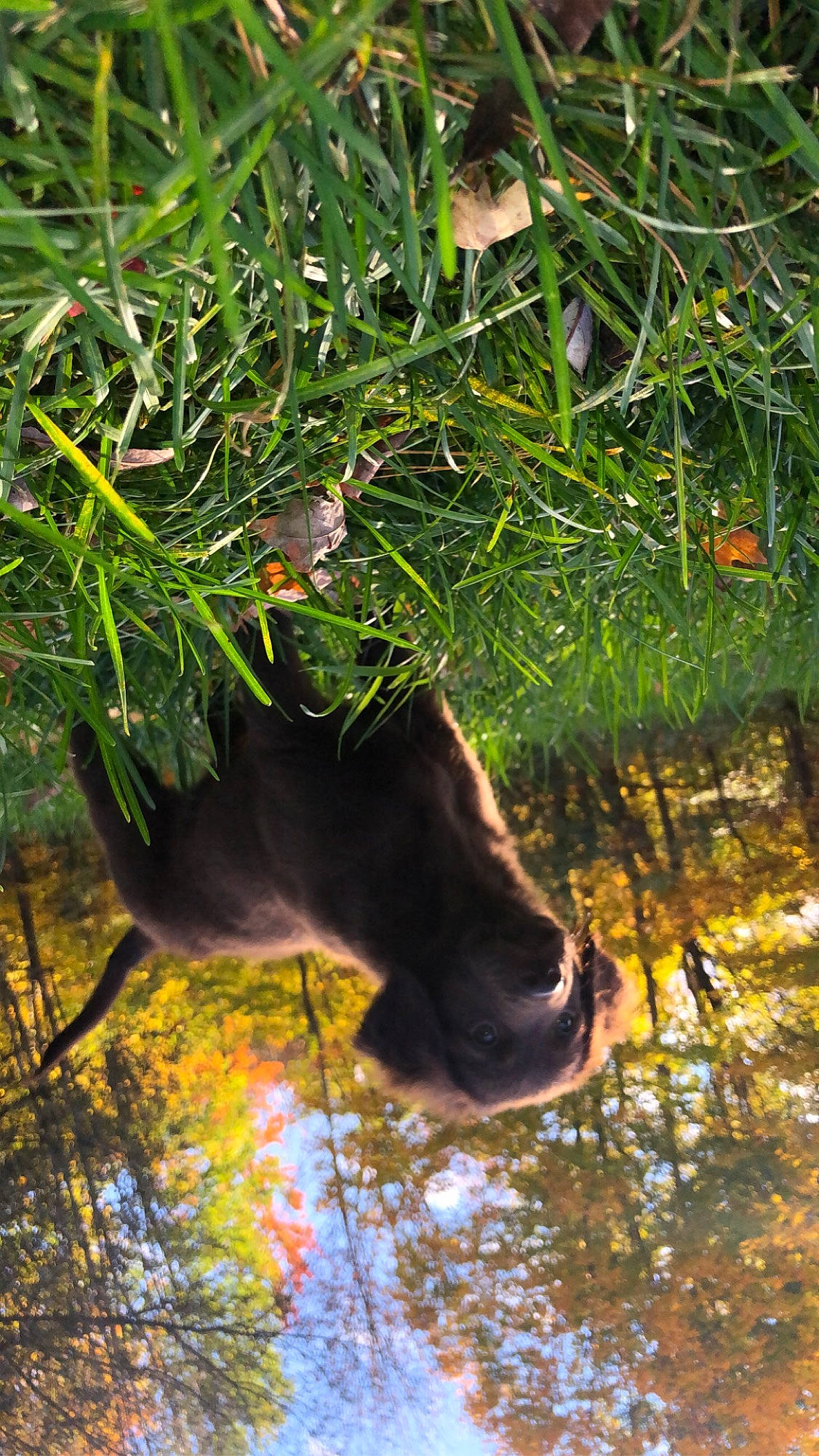 Dexter joined the competition — help win amazing prizes! grass, organism, plant, reflection, tree, water, watercourse, wildlife