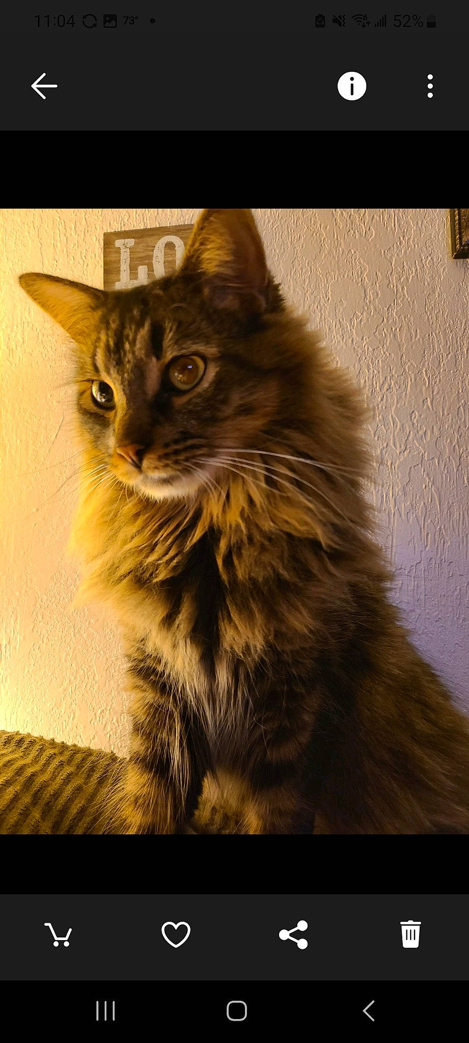 Loki joined the competition — help win amazing prizes! british_longhair, carnivore, cat, felidae, fur, maine_coon, monochrome_photography, rectangle, small_to_medium_sized_cats, snout, terrestrial_animal, tints_and_shades, whiskers, wood