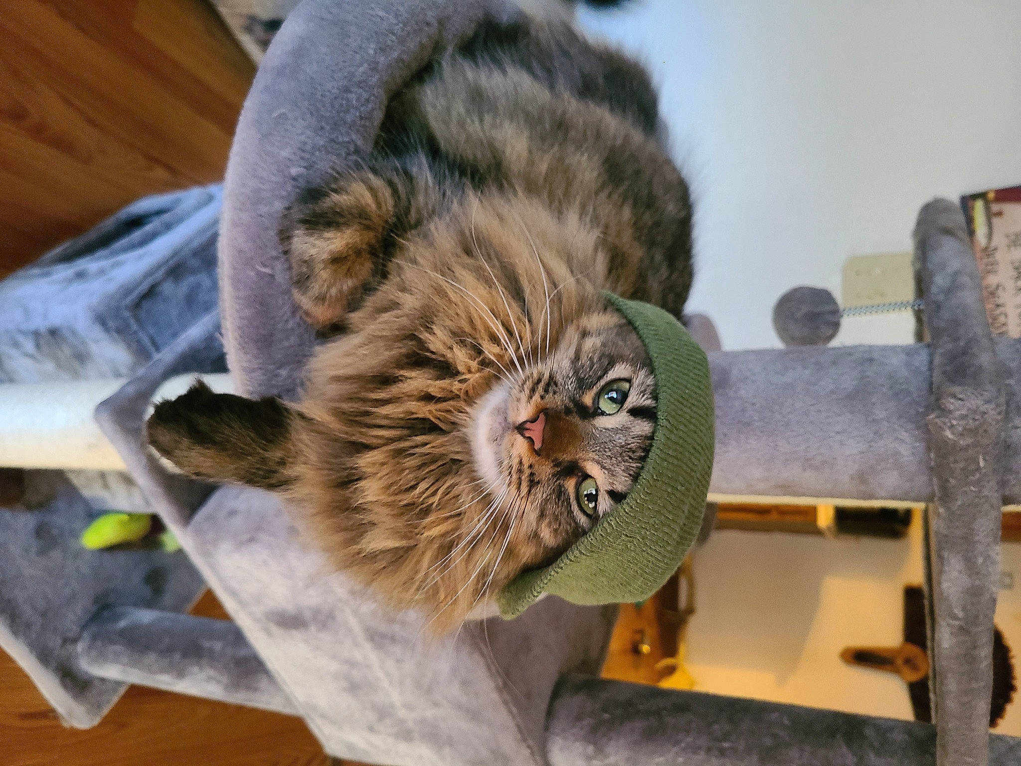 Loki joined the competition — help win amazing prizes! animal_shelter, big_cats, carnivore, cat, claw, domestic_short_haired_cat, fawn, felidae, fur, paw, pet_supply, small_to_medium_sized_cats, snout, tail, terrestrial_animal, whiskers, wildlife, wood, zoo
