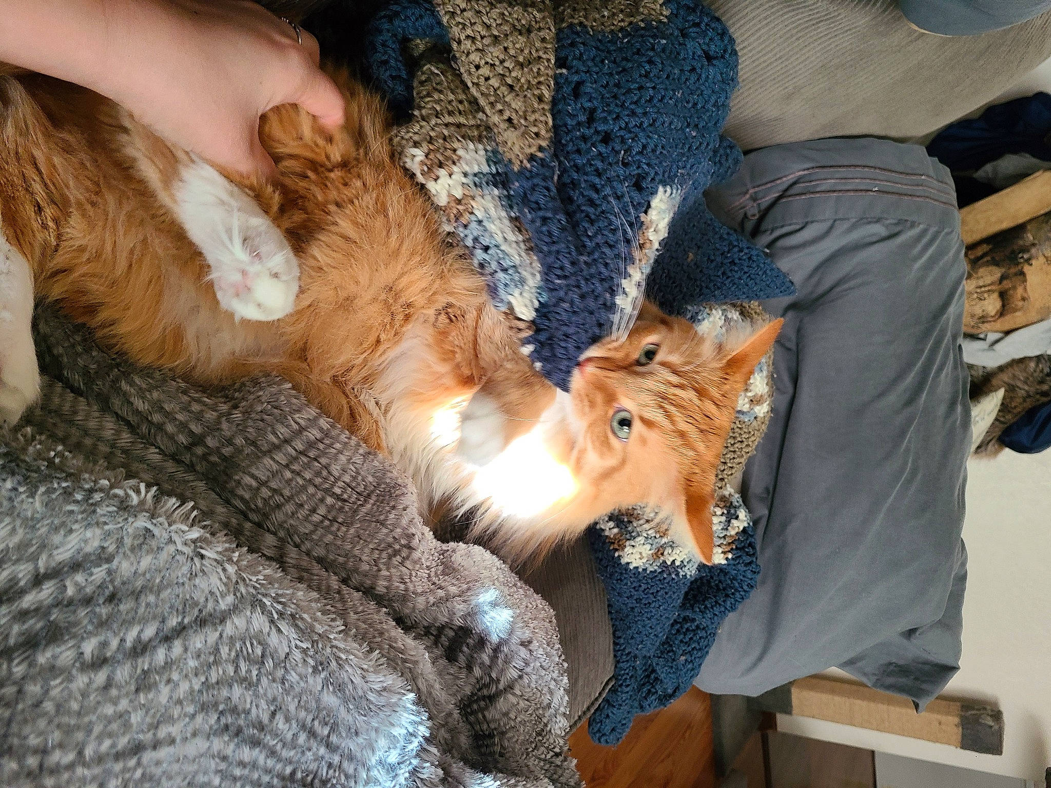 Milo is registered to the contest to win money with this photo: canidae, carnivore, cat, claw, comfort, companion_dog, dog_breed, domestic_short_haired_cat, fawn, felidae, fur, human_leg, lap, nail, paw, small_to_medium_sized_cats, snout, sporting_group, tail, whiskers