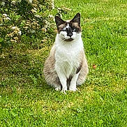 Romy a rejoint le concours — aidez-le/la à gagner de superbes lots ! animal, blue_eyes, calm, cat, closeup, cute, daylight, ears, flowering_bush, fur, garden, grass, greenery, mammal, nature, outdoor, pet, portrait, sitting, whiskers