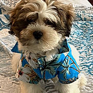 Alex joined the competition — help win amazing prizes! adorable, animal, bed, bedroom, blanket, blue_shirt, clothing, companion, cozy, cute, dog, fluffy, fur, indoor, looking_at_camera, patterned_bedspread, pet, puppy, sitting, small_dog