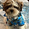 adorable, animal, bed, bedroom, blanket, blue_shirt, clothing, companion, cozy, cute, dog, fluffy, fur, indoor, looking_at_camera, patterned_bedspread, pet, puppy, sitting, small_dog