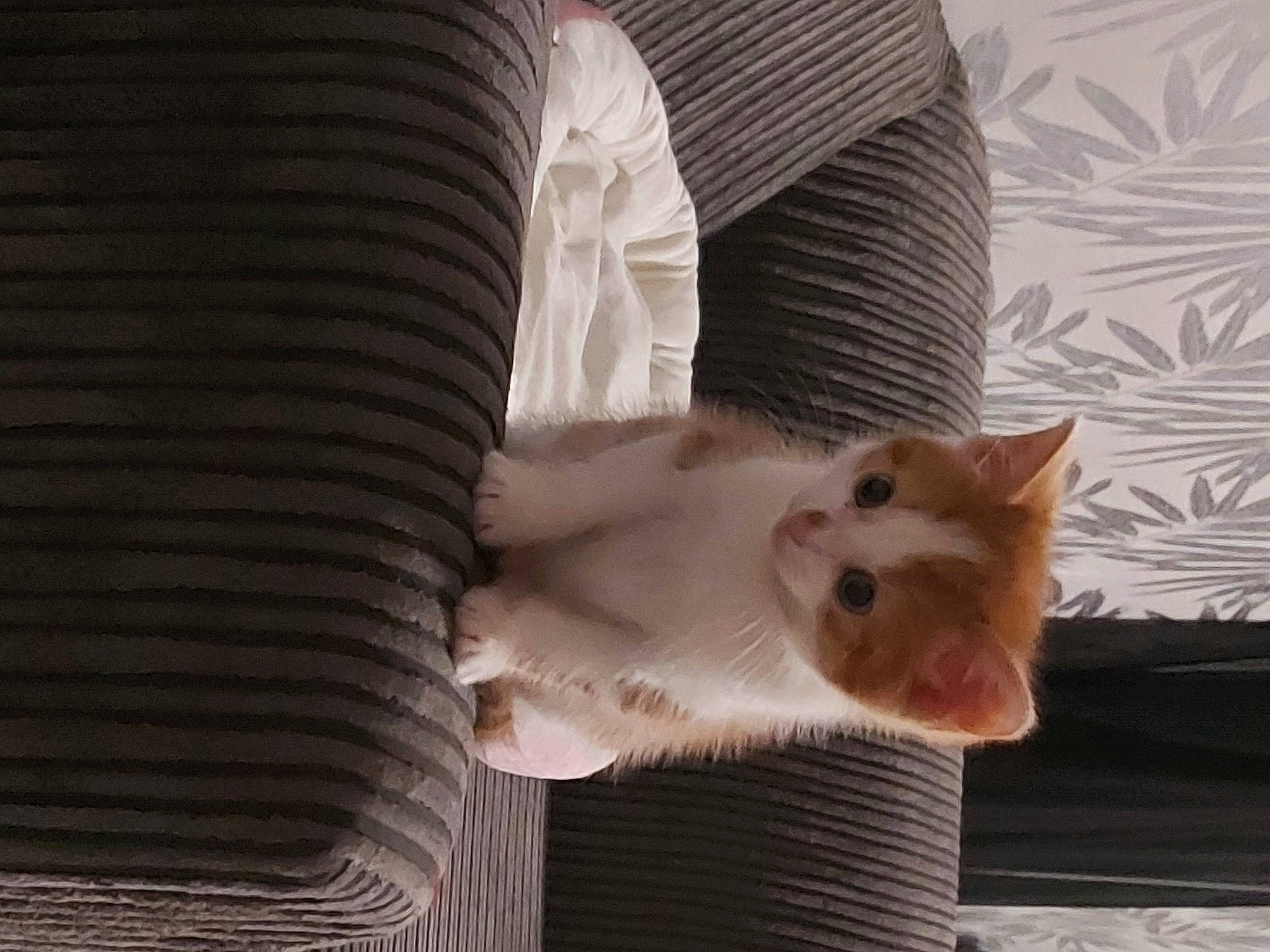 Cinnamon joined the competition — help win amazing prizes! canidae, carnivore, cat, claw, comfort, companion_dog, domestic_short_haired_cat, fawn, felidae, foot, fur, paw, small_to_medium_sized_cats, snout, tail, whiskers, wood