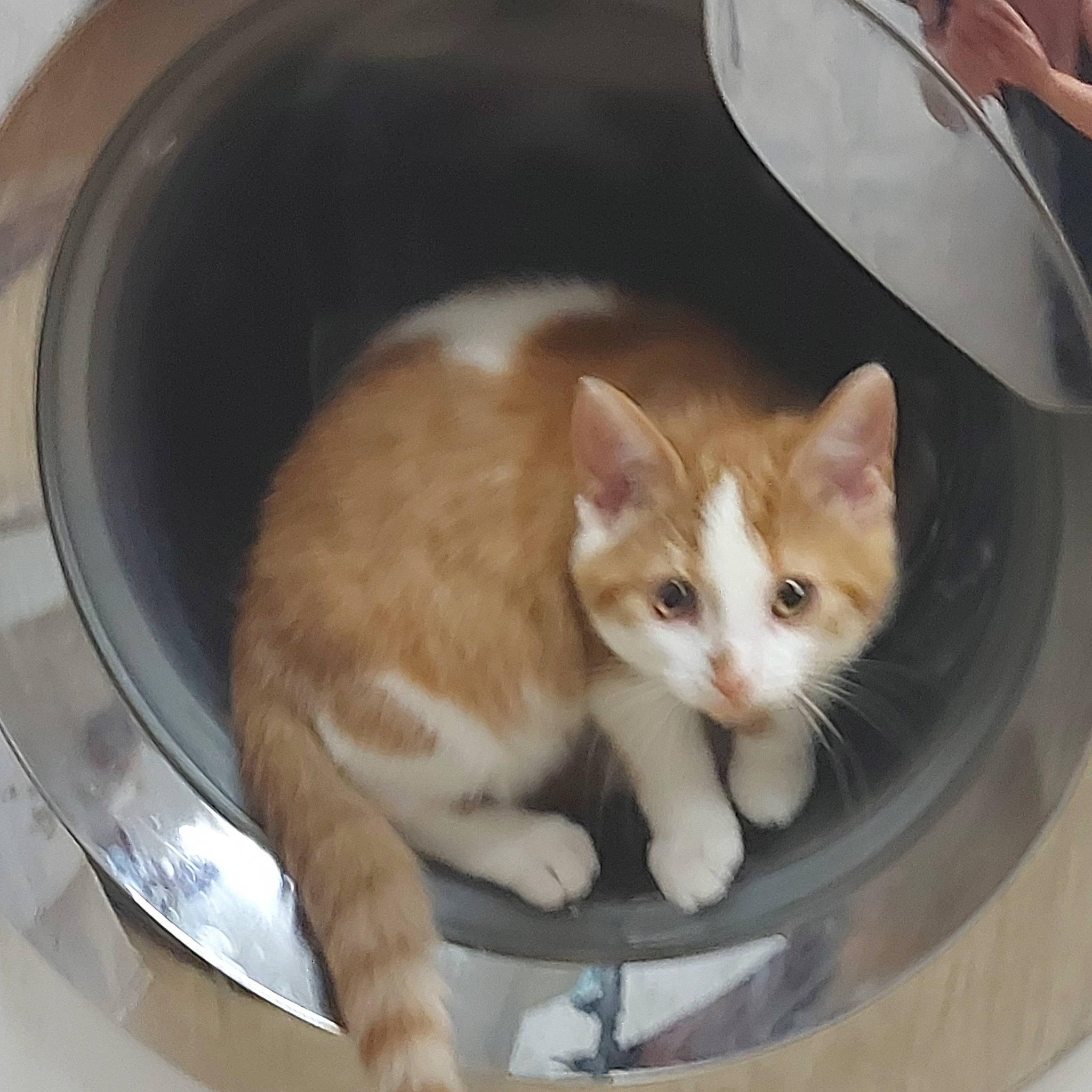 Cinnamon joined the competition — help win amazing prizes! animal_shelter, box, cardboard, carnivore, cat, cat_supply, comfort, domestic_short_haired_cat, fawn, felidae, fur, kitchen_utensil, paw, pet_supply, small_to_medium_sized_cats, snout, tableware, tail, whiskers, window