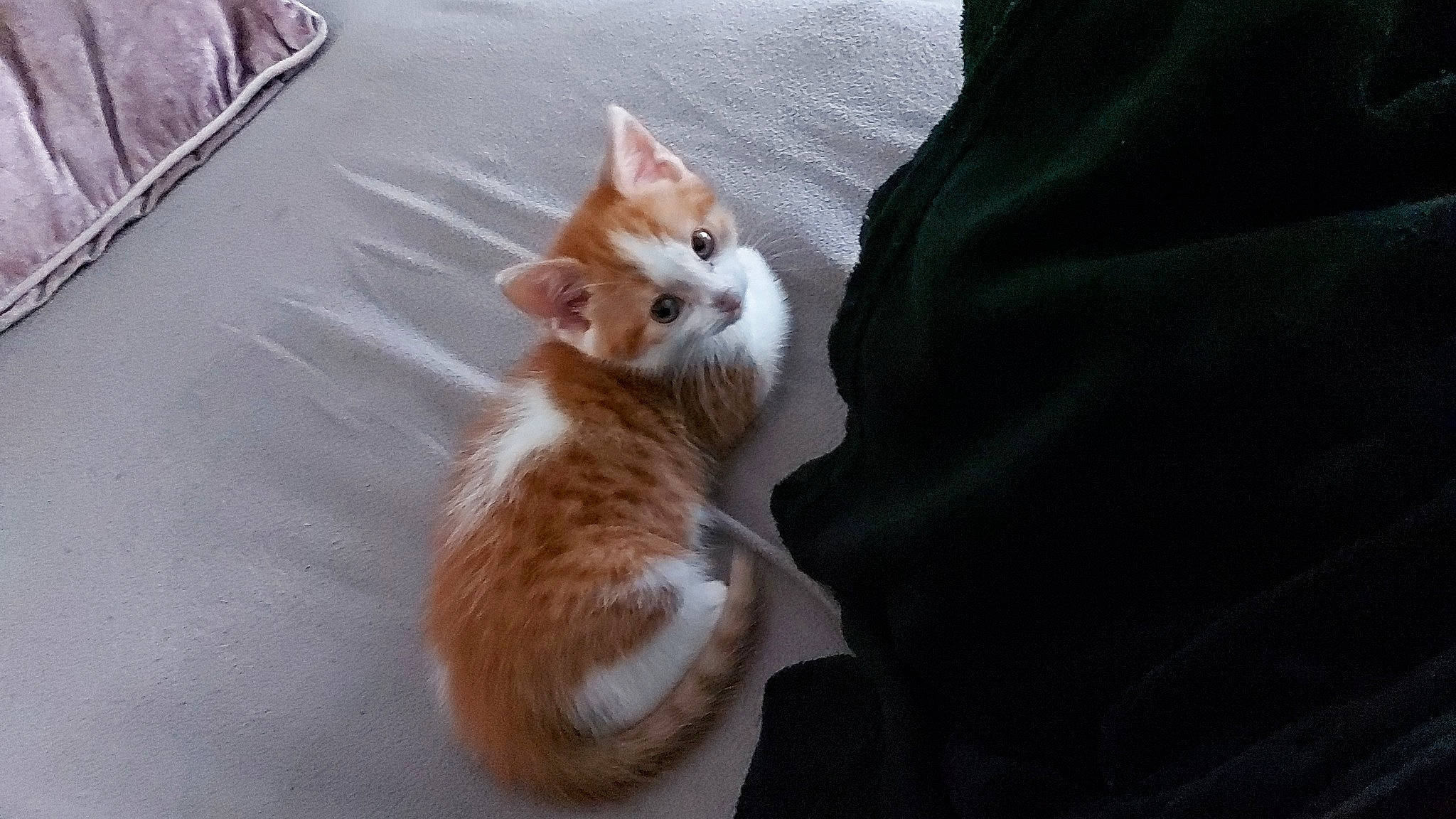 Cinnamon is registered to the contest to win money with this photo: asphalt, canidae, carnivore, cat, claw, companion_dog, domestic_short_haired_cat, fawn, felidae, fur, human_leg, paw, road_surface, small_to_medium_sized_cats, snout, sporting_group, tail, whiskers, wood