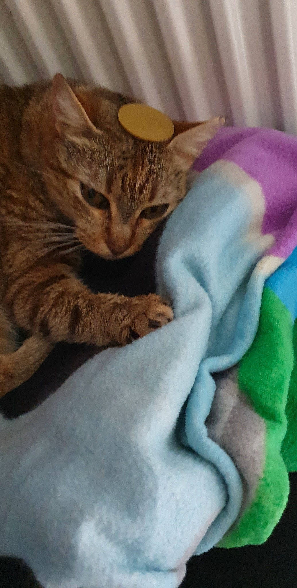 Chipie participe au concours pour gagner de l'argent avec cette photo : art, blanket, carnivore, cat, claw, comfort, domestic_short_haired_cat, fawn, felidae, fur, linens, pattern, paw, small_to_medium_sized_cats, tail, thread, visual_arts, whiskers, wool