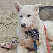 Zaïko participe au concours pour gagner de l'argent avec cette photo : animal, bandana, beach, canine, collar, companion, cute, daytime, dog, fur, leash, lying_down, nature, outdoor, pet, relaxed, sand, sandy_nose, summer, white_dog