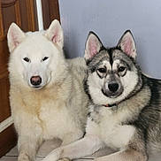 Athena participe au concours pour gagner de l'argent avec cette photo : canine, close_up, collar, companion, dog, ears, fluffy, gray_coat, husky, indoor, masked_face, nose, paired, pale_wall, pet, portrait, resting, tile_floor, white_coat, wooden_door