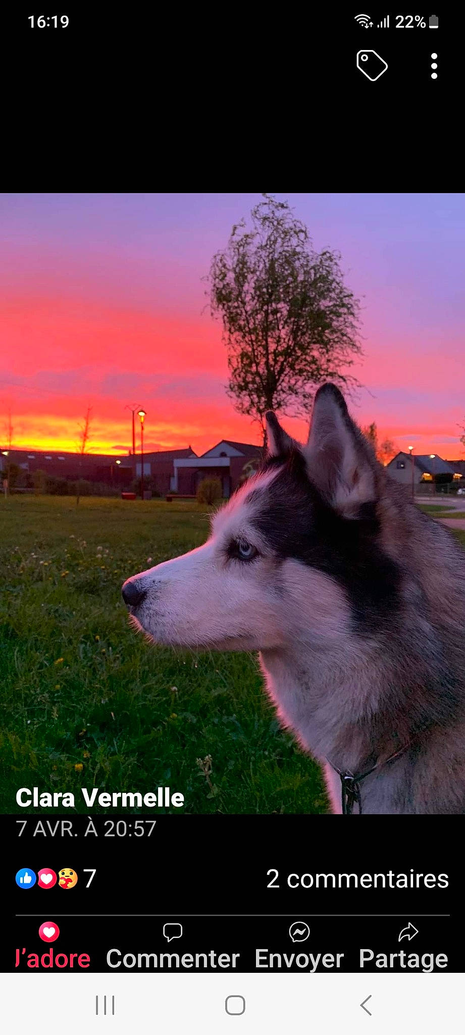 Elsa participe au concours pour gagner de l'argent avec cette photo : afterglow, carnivore, cloud, companion_dog, dog, dog_breed, dusk, grass, happy, horizon, landscape, natural_landscape, plant, sky, snout, sunrise, sunset, tree, wildlife, working_animal
