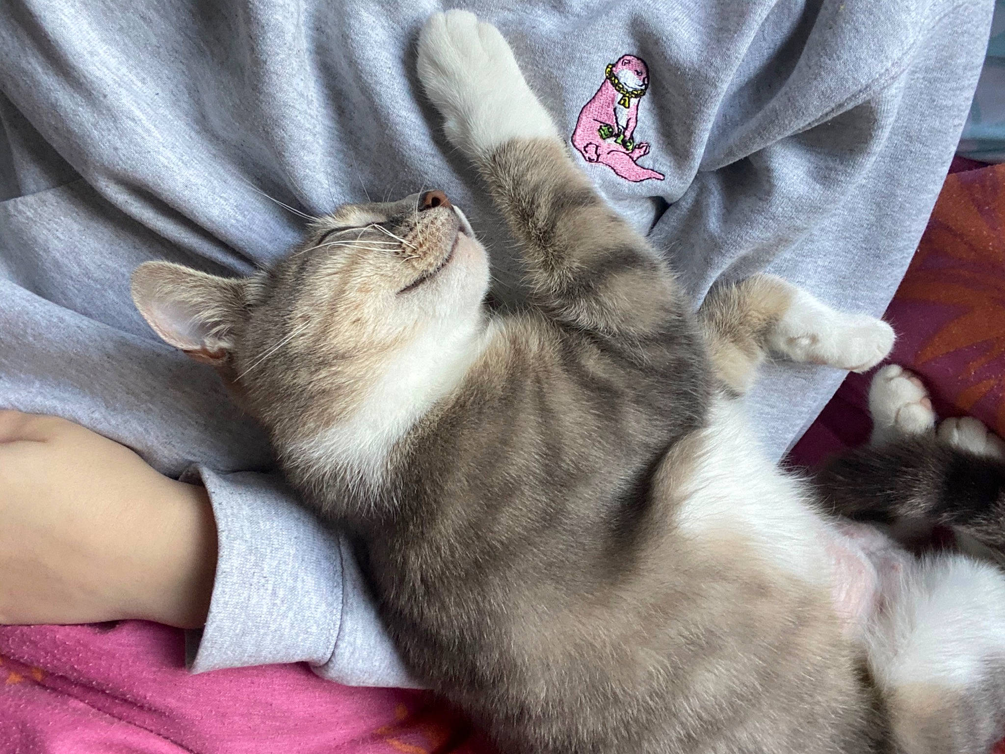 Moshi a rejoint le concours — aidez-le/la à gagner de superbes lots ! american_shorthair, asian, burmilla, carnivore, cat, claw, domestic_short_haired_cat, european_shorthair, felidae, fur, kitten, munchkin, nap, paw, polydactyl_cat, singapura, small_to_medium_sized_cats, tabby_cat, tail, whiskers