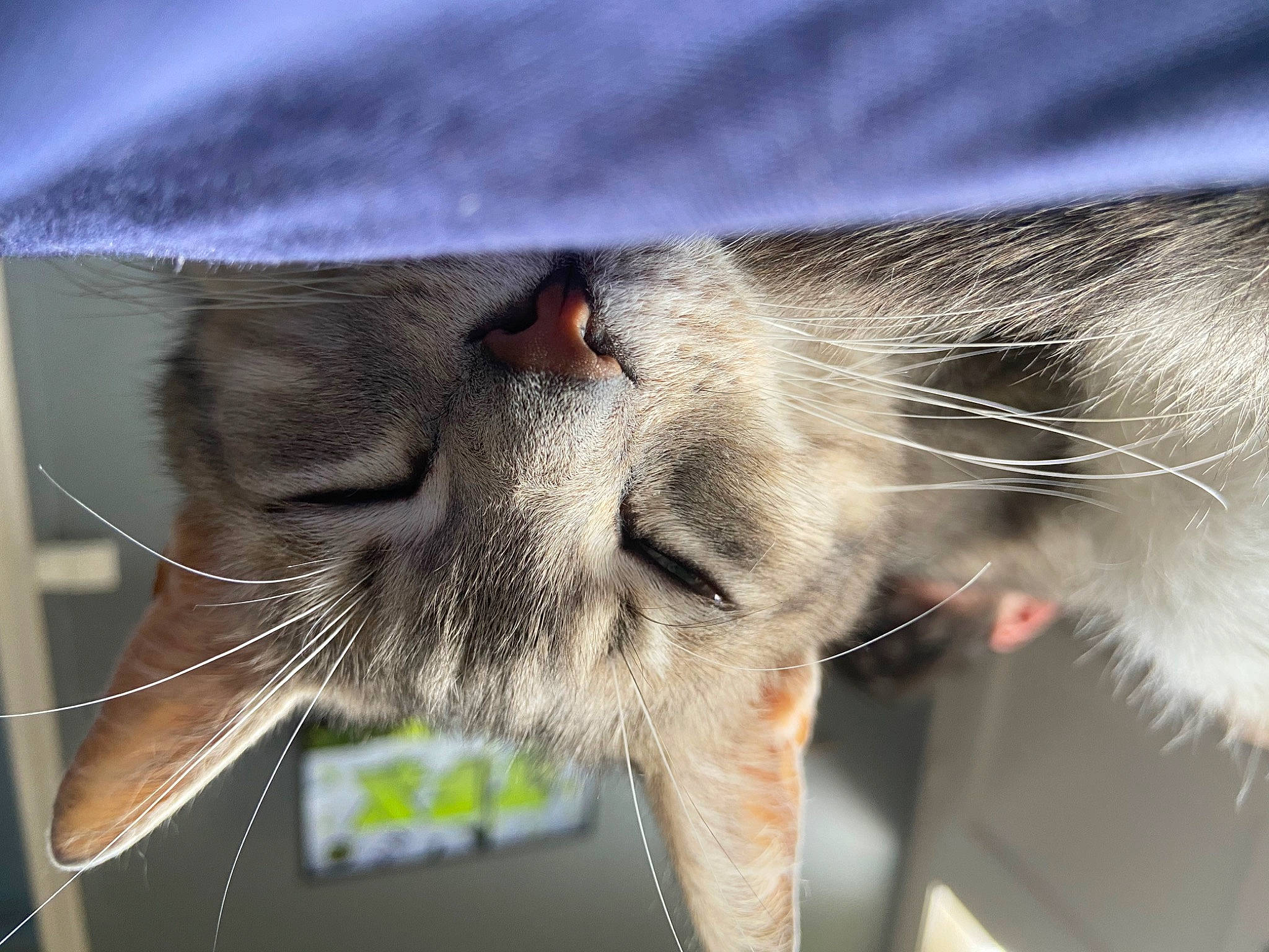 Moshi a rejoint le concours — aidez-le/la à gagner de superbes lots ! balinese, carnivore, cat, close_up, ear, felidae, fur, nose, small_to_medium_sized_cats, snout, whiskers