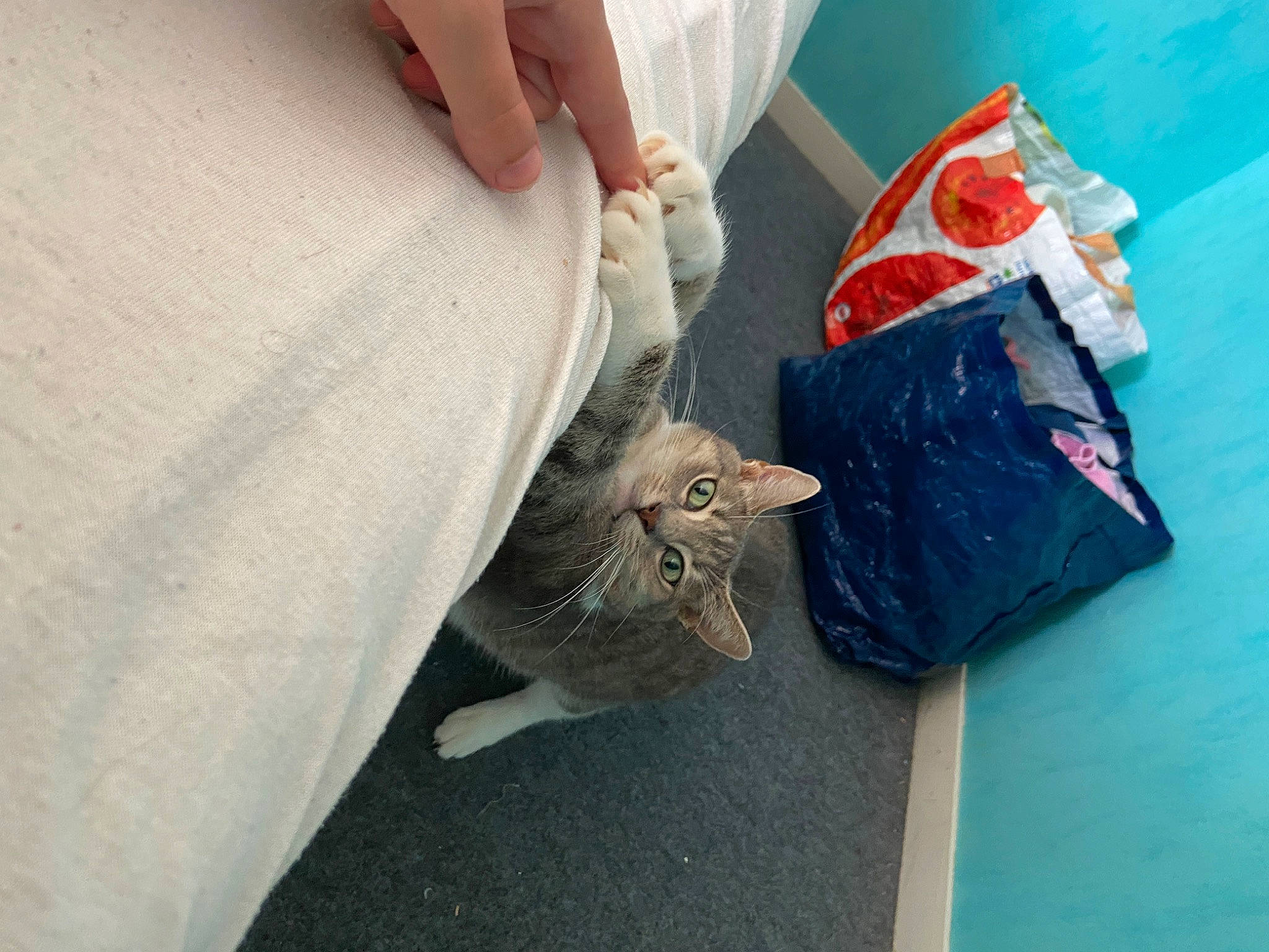 Moshi participe au concours pour gagner de l'argent avec cette photo : british_shorthair, cat, felidae, plastic_bag, small_to_medium_sized_cats, whiskers
