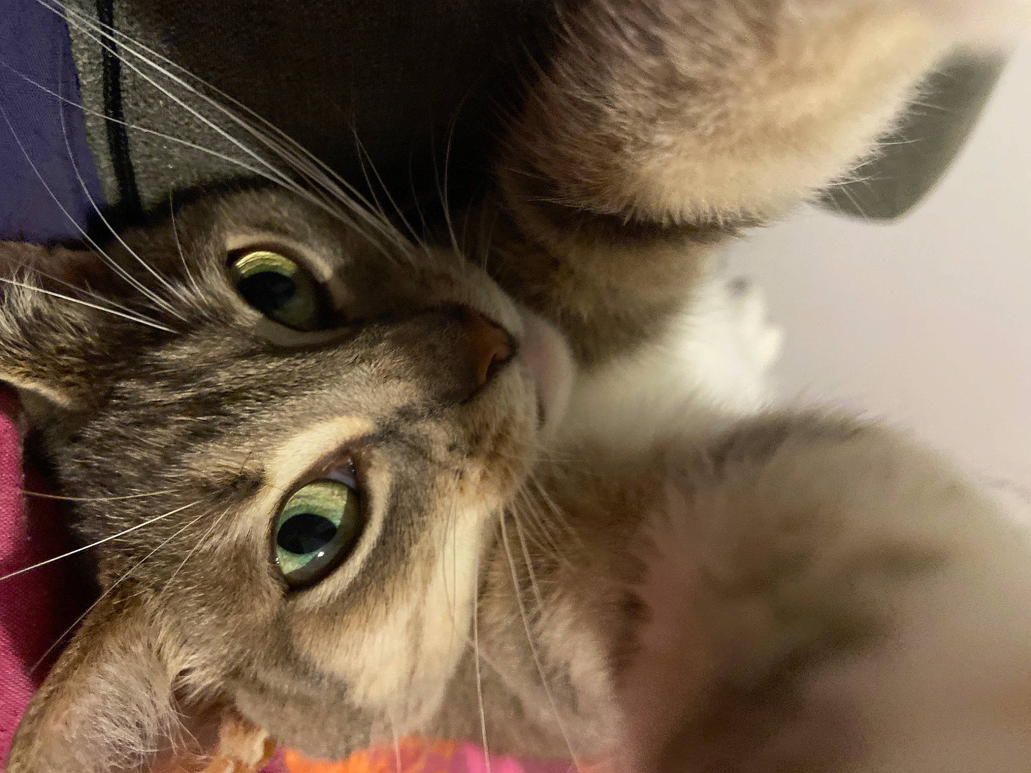 Moshi participe au concours pour gagner de l'argent avec cette photo : american_curl, american_wirehair, carnivore, cat, close_up, domestic_short_haired_cat, ear, european_shorthair, eye, felidae, fur, kitten, nose, photography, polydactyl_cat, siberian, small_to_medium_sized_cats, snout, tabby_cat, whiskers