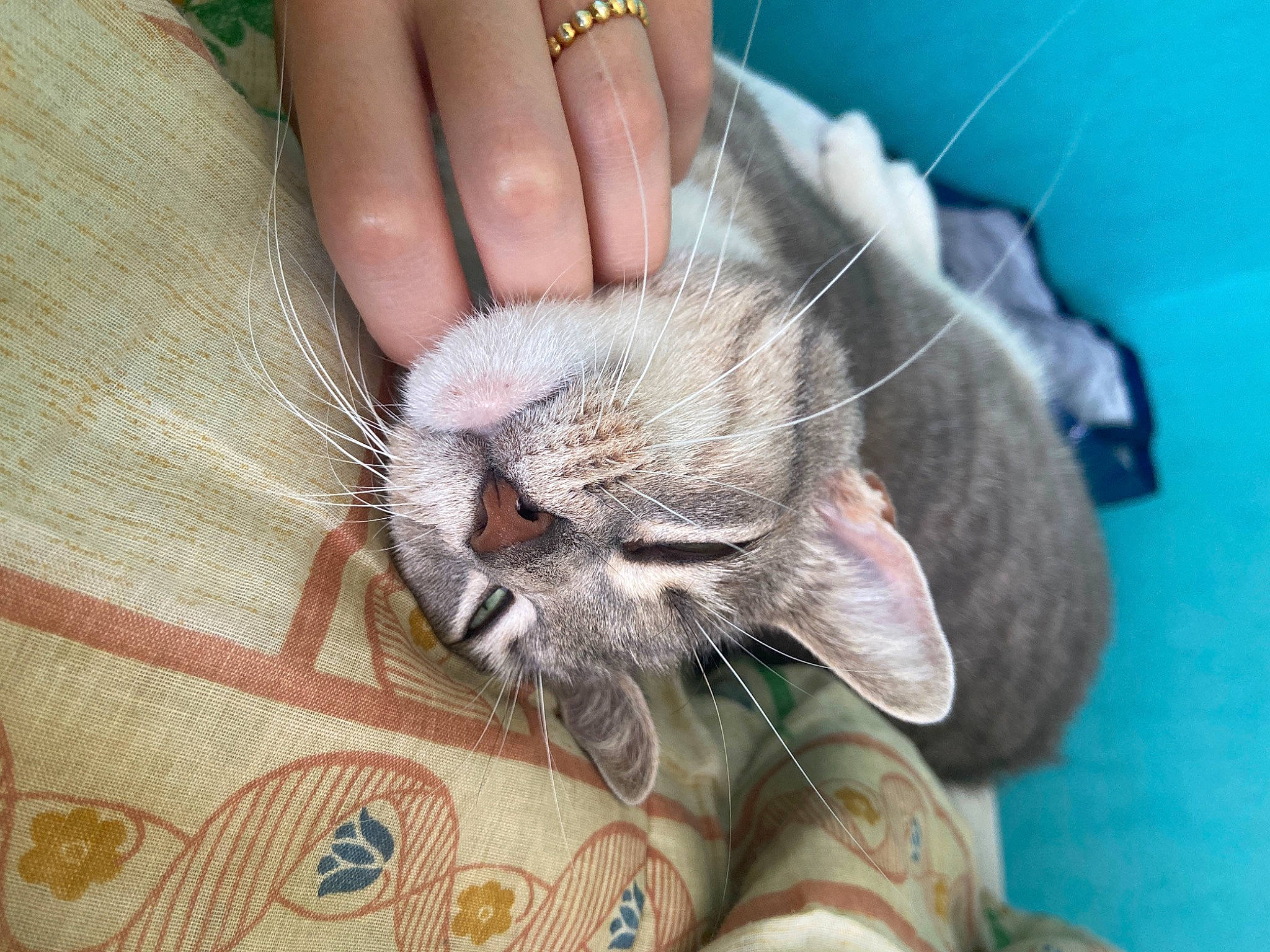 Moshi a rejoint le concours — aidez-le/la à gagner de superbes lots ! asian, carnivore, cat, claw, domestic_short_haired_cat, ear, fawn, felidae, fur, hand, kitten, nap, skin, small_to_medium_sized_cats, snout, whiskers