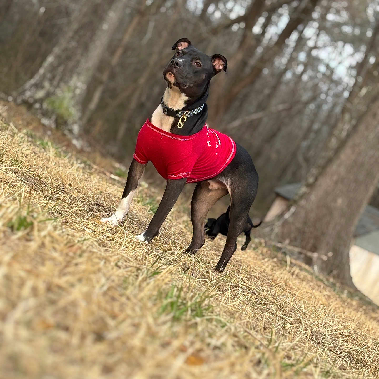 Outlaw Hippopotamus is registered to the contest to win money with this photo: animal, bostonbull, boxer, bulldog, canine, dog, field, grass, grove, hound, land, nature, outdoors, pet, plant, pointer, puppy, tree, vegetation, woodland
