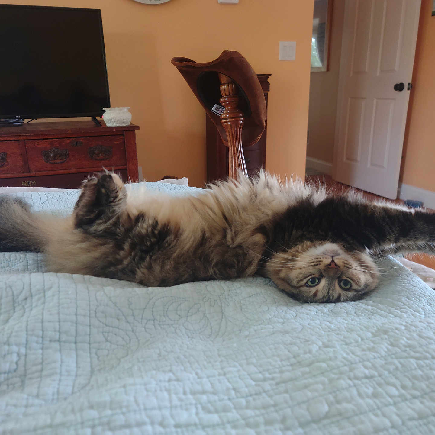 Beverly joined the competition — help win amazing prizes! animal, architecture, building, cat, computerhardware, couch, electronics, entertainmentcenter, furniture, hardware, hardwood, indoors, interiordesign, livingroom, monitor, pet, room, screen, tv, wood