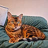 cat, bengal_cat, pet, animal, feline, indoor, resting, quilted_blanket, green_blanket, pillow, striped_fur, spotted_fur, ears, whiskers, eyes, tail, cozy, relaxed, domestic_cat, closeup