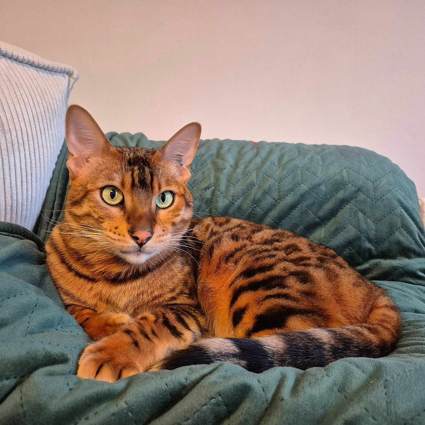 Watson participe au concours pour gagner de l'argent avec cette photo : cat, bengal_cat, pet, animal, feline, indoor, resting, quilted_blanket, green_blanket, pillow, striped_fur, spotted_fur, ears, whiskers, eyes, tail, cozy, relaxed, domestic_cat, closeup