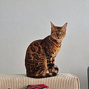 Watson a rejoint le concours — aidez-le/la à gagner de superbes lots !