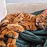 Watson participe au concours pour gagner de l'argent avec cette photo : cat, bengal_cat, pet, feline, animal, green_eyes, fur, striped, relaxing, cozy, blanket, couch, indoor, whiskers, ears, paws, closeup, portrait, cute, resting