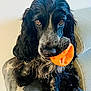 dog, black_dog, toy, orange_toy, pet, animal, cute, sitting, indoor, blanket, star_pattern, fur, long_hair, portrait, looking_at_camera, playful, nose, ears, eyes, cocker_spaniel