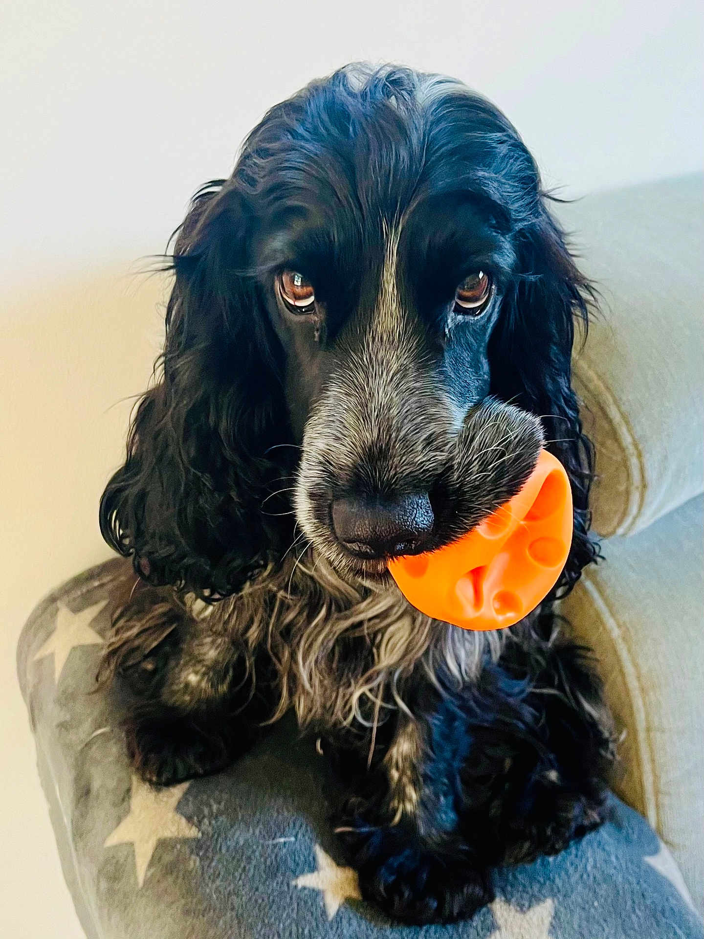 Tia participe au concours pour gagner de l'argent avec cette photo : dog, black_dog, toy, orange_toy, pet, animal, cute, sitting, indoor, blanket, star_pattern, fur, long_hair, portrait, looking_at_camera, playful, nose, ears, eyes, cocker_spaniel