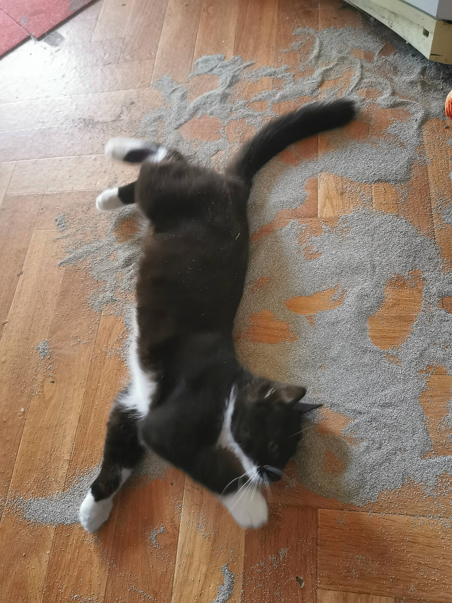 Chocolat a rejoint le concours — aidez-le/la à gagner de superbes lots ! building_material, canidae, carnivore, cat, companion_dog, dog_breed, domestic_short_haired_cat, felidae, floor, flooring, fur, hardwood, laminate_flooring, small_to_medium_sized_cats, sporting_group, tail, whiskers, wood, wood_flooring, wood_stain