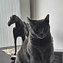 Blue a rejoint le concours — aidez-le/la à gagner de superbes lots ! animal, cat, clock, decorative_horse, feline, furniture, gray_cat, household, indoor, mysterious, neutral_colors, pet, portrait, quiet, radiator, sitting, soft_lighting, statue, still_life, table