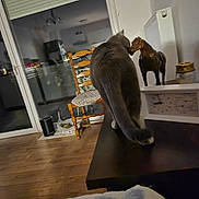 Blue participe au concours pour gagner de l'argent avec cette photo : animal, cat, chair_cushion, cozy, curious, decor, domestic, furniture, home, horse_statue, indoor, kitchen, pet, reflection, table, walking, warm_lighting, window, wooden_chair, wooden_floor