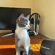 Scofield participe au concours pour gagner de l'argent avec cette photo : kitten, cat, gray_and_white, sitting, wooden_desk, sunlight, monitor, gaming_accessories, headphones, controller, cables, indoor, pet, curious, side_view, fur, whiskers, playful, young_cat, technology