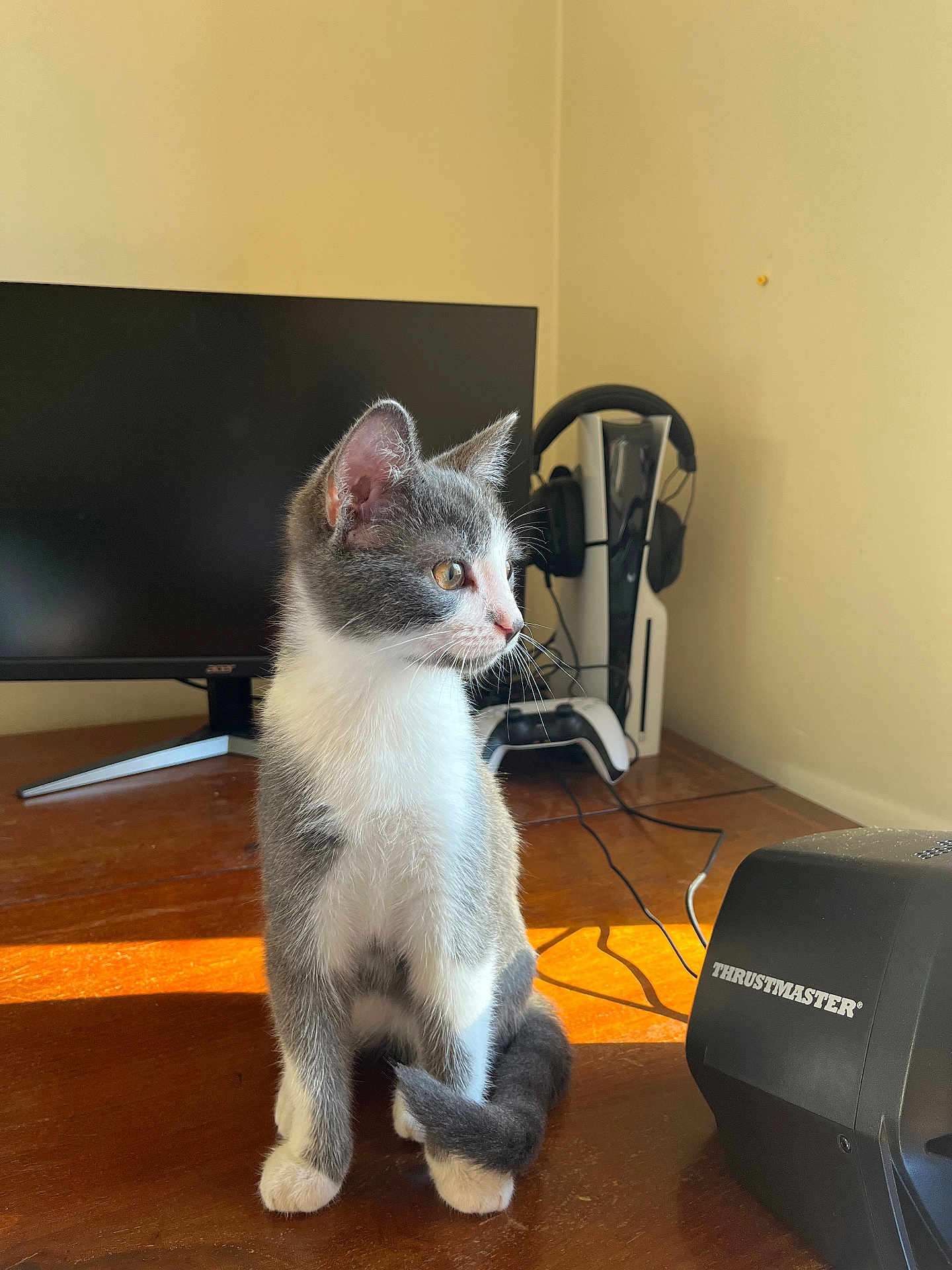 Scofield participe au concours pour gagner de l'argent avec cette photo : kitten, cat, gray_and_white, sitting, wooden_desk, sunlight, monitor, gaming_accessories, headphones, controller, cables, indoor, pet, curious, side_view, fur, whiskers, playful, young_cat, technology
