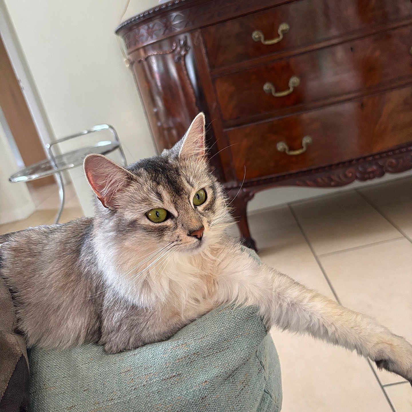 Pitxitxi a rejoint le concours — aidez-le/la à gagner de superbes lots ! cat, gray_cat, green_eyes, fluffy_fur, lounging, pillow, cushion, indoor, furniture, dresser, wooden_furniture, tile_floor, relaxed, pet, animal, home_interior, modern_chair, cozy, stretching, whiskers