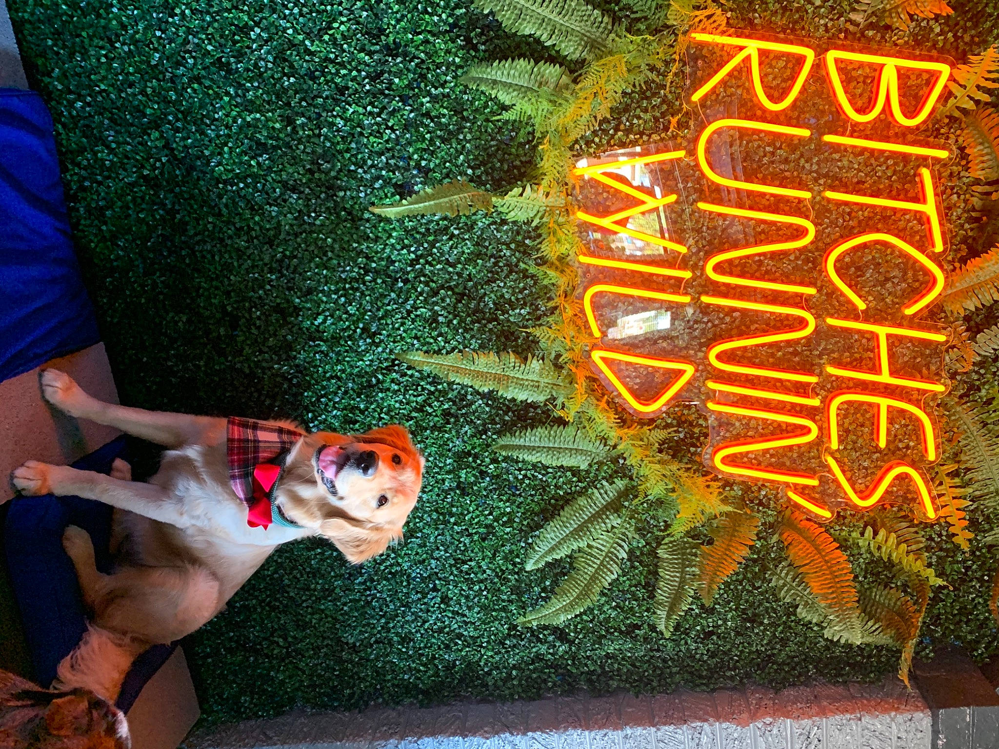 Cheerio joined the competition — help win amazing prizes! adventure, art, carnivore, companion_dog, dog, dog_breed, font, graffiti, graphics, grass, human_leg, knee, line, orange, shorts, sidewalk, snapshot, t_shirt, thigh, visual_arts