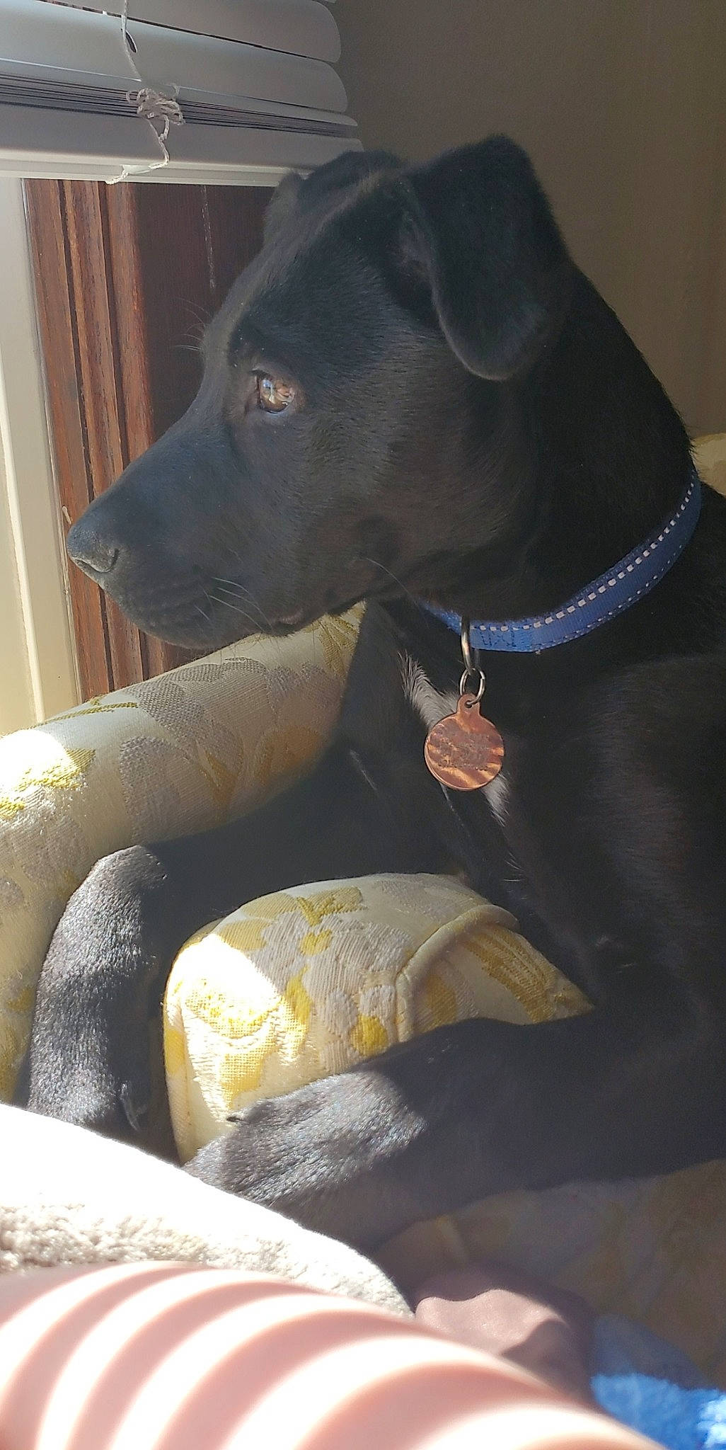 Bale joined the competition — help win amazing prizes! beagador, borador, canidae, carnivore, dog, dog_breed, labrador_retriever, patterdale_terrier, retriever, snout, sporting_group