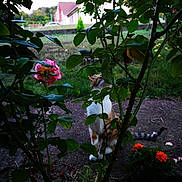 Luna a rejoint le concours — aidez-le/la à gagner de superbes lots ! branch, flora, flower, flowering_plant, garden, leaf, petal, plant, rose, rose_family, shrub, spring, sunlight, tree