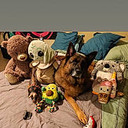 Till participe au concours pour gagner de l'argent avec cette photo : dog, german_shepherd, plush_toy, teddy_bear, baby_yoda, koala_toy, bed, pillow, blanket, stuffed_animal, toy, indoor, pet, animal, brown_dog, relaxed, laying_down, cute, cozy, room