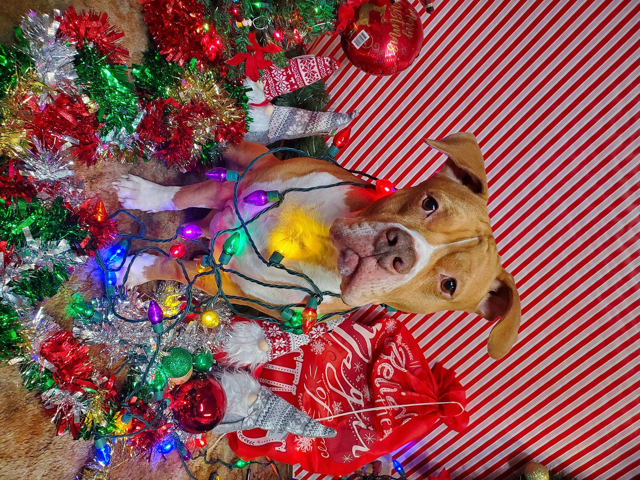 Bolow joined the competition — help win amazing prizes! art, christmas, christmas_decoration, christmas_eve, christmas_ornament, christmas_tree, event, fawn, fictional_character, fun, holiday, holiday_ornament, magenta, organism, ornament, pink, snout, vertebrate, wood, working_animal