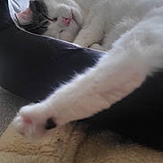 Biscotte participe au concours pour gagner de l'argent avec cette photo : animal, black_markings, blanket, cat, closeup, comfort, cozy, cushion, domestic_animal, feline, home, indoor, napping, paw, pet, relaxation, resting, sleeping, soft_texture, white_fur