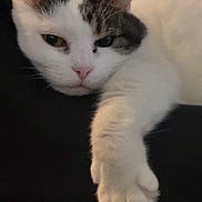 Biscotte a rejoint le concours — aidez-le/la à gagner de superbes lots ! animal, black, cat, closeup, comfort, cute, domestic, expression, face, fur, indoor, laying, paw, pet, relaxed, resting, sleepy, soft, whiskers, white