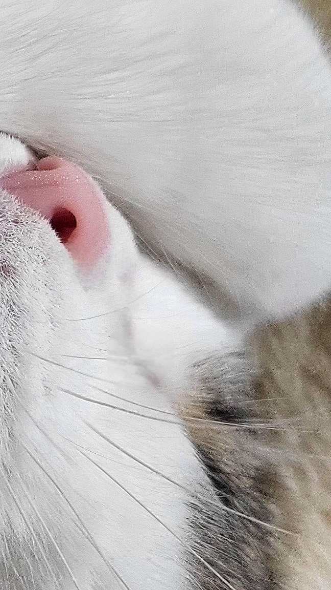 animal, cat, close_up, cozy, cute, detail, feline, fur, gray_fur, macro, muzzle, nose, pet, pink_nose, portrait, sleeping, snout, soft_texture, whiskers, white_fur