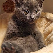 Aïko participe au concours pour gagner de l'argent avec cette photo : animal, blanket, cat, closeup, cozy, curious, cute, domestic_cat, ears, feline, fur, gray_cat, indoor, kitten, paws, pet, relaxed, soft, whiskers, young_cat