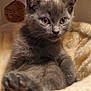 animal, blanket, cat, closeup, cozy, curious, cute, domestic_cat, ears, feline, fur, gray_cat, indoor, kitten, paws, pet, relaxed, soft, whiskers, young_cat
