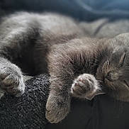 Aïko a rejoint le concours — aidez-le/la à gagner de superbes lots ! kitten, gray_cat, sleeping, furry, cozy, blanket, paw, cute, pet, resting, animal, feline, soft, closeup, indoor, relaxation, adorable, peaceful, warm, snuggly