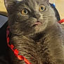 Aïko participe au concours pour gagner de l'argent avec cette photo : animal, blurred_background, cat, close_up, cute, domestic, expression, face, feline, fur, gray_cat, indoor, pet, playful, red_ribbon, ribbon, surprised, table, whiskers, wide_eyes