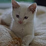 Hakou a rejoint le concours — aidez-le/la à gagner de superbes lots ! kitten, cat, white_cat, blue_eyes, pet, animal, feline, cute, soft, cozy, blanket, indoor, young, whiskers, ears, fur, resting, closeup, portrait, domestic_animal