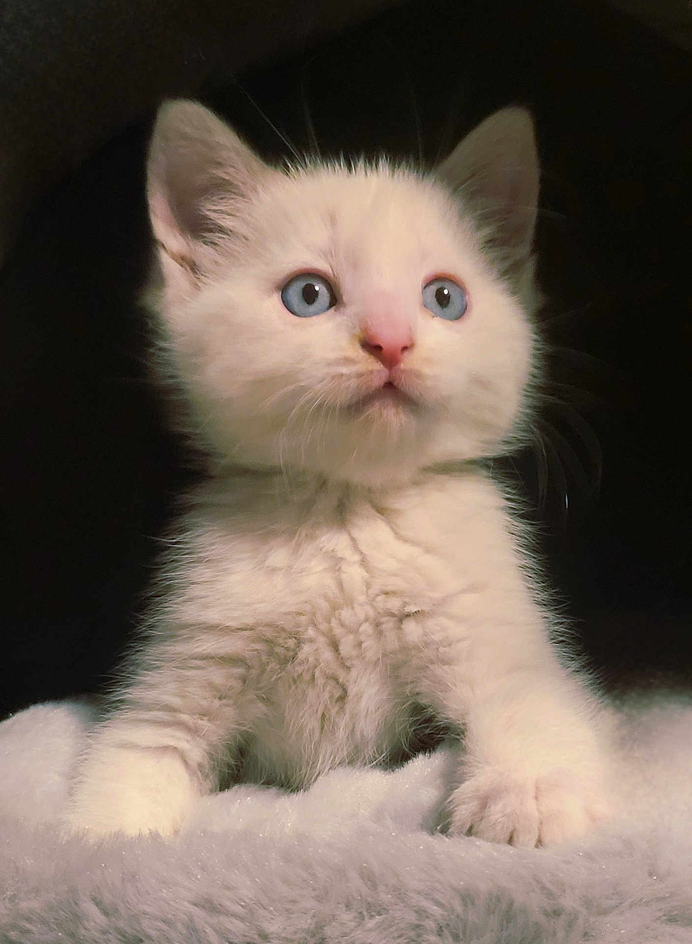 Hakou a rejoint le concours — aidez-le/la à gagner de superbes lots ! kitten, cat, white_fur, blue_eyes, fluffy, pet, animal, cute, small, soft, fur, whiskers, paws, curious, portrait, indoor, cozy, blanket, young, adorable
