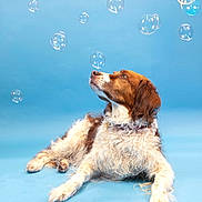 Archie participe au concours pour gagner de l'argent avec cette photo : dog, bubbles, blue_background, curious, lying_down, fluffy, pet, studio_photo, playful, canine, brown_and_white, looking_up, isolated, clean_background, domestic_animal, animal_portrait, whimsical, soft_lighting, still_life, indoor